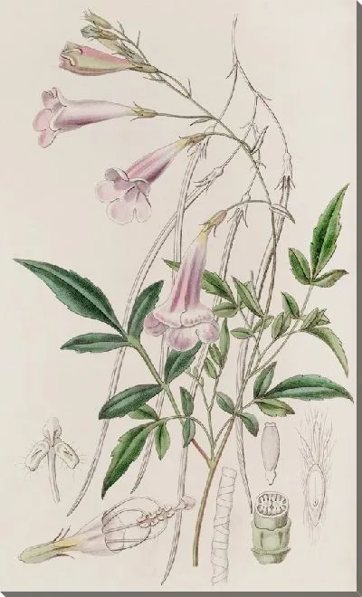 Картина Мелко ограненная амфикома (1815-1819)