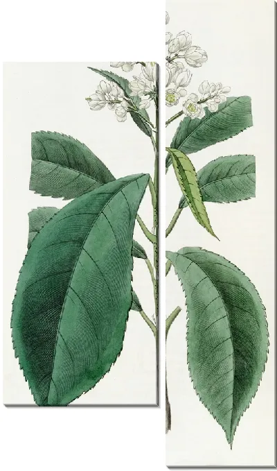 Картина Мелкозубый Бледноцвет (1815-1819)