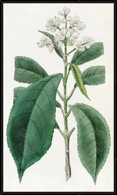 Картина Мелкозубый Бледноцвет (1815-1819)