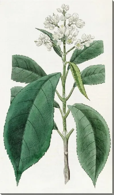 Картина Мелкозубый Бледноцвет (1815-1819)