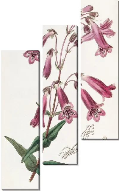 Картина Пентстемон, похожий на горечавку (1815-1819)