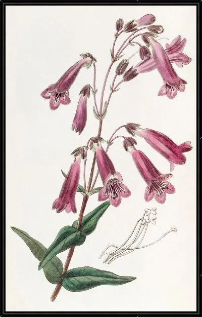 Картина Пентстемон, похожий на горечавку (1815-1819)