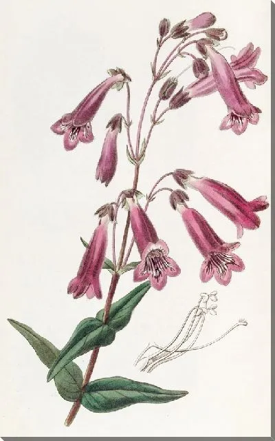 Картина Пентстемон, похожий на горечавку (1815-1819)