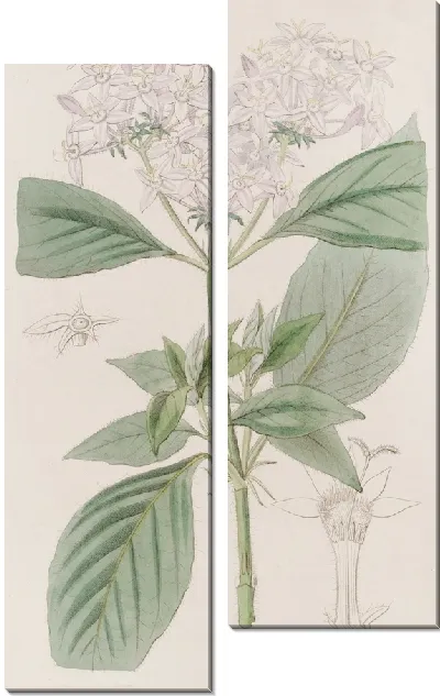 Картина Пенты телесного цвета (1815-1819)