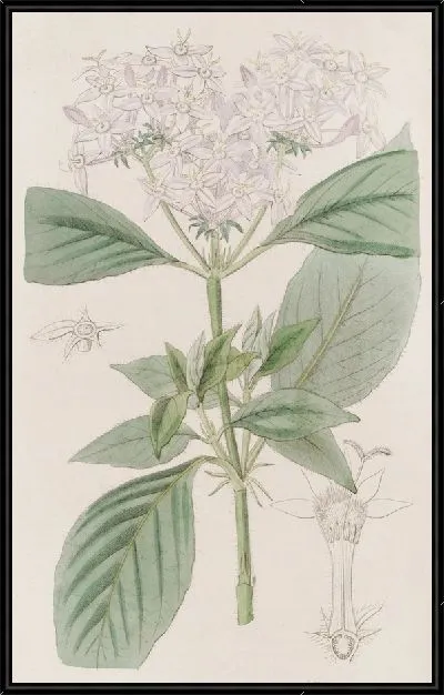 Картина Пенты телесного цвета (1815-1819)