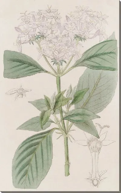 Картина Пенты телесного цвета (1815-1819)