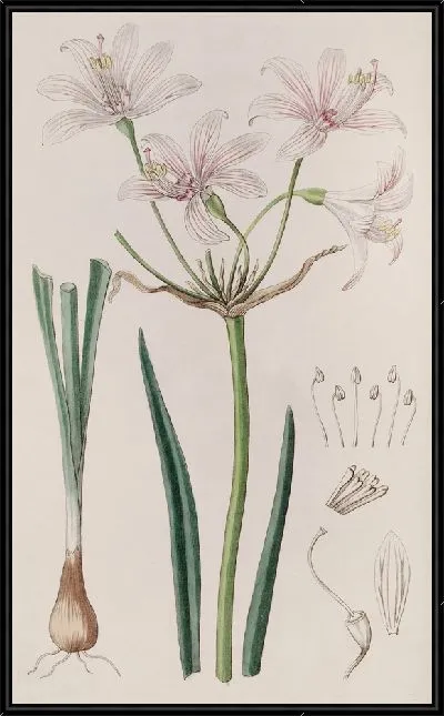 Картина Плацея с яркими цветами (1815-1819)