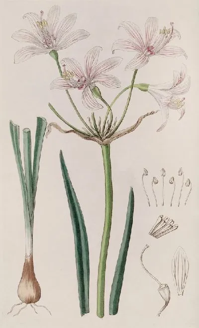 Картина Плацея с яркими цветами (1815-1819)