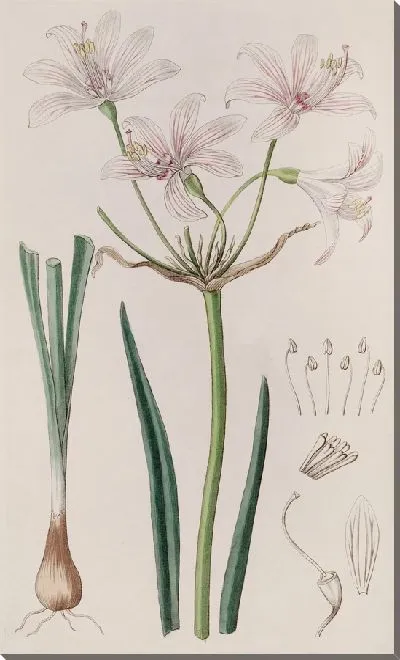 Картина Плацея с яркими цветами (1815-1819)