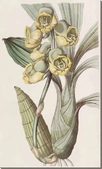 Картина Плоскоголовый катасетум (1815-1819)