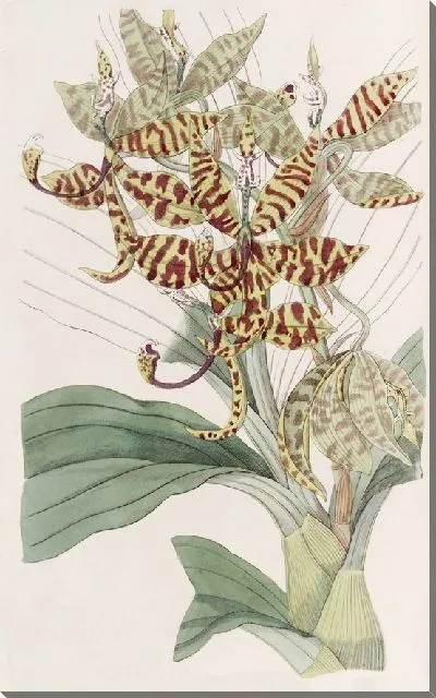Картина Пятипалая лебединая шея (1815-1819)