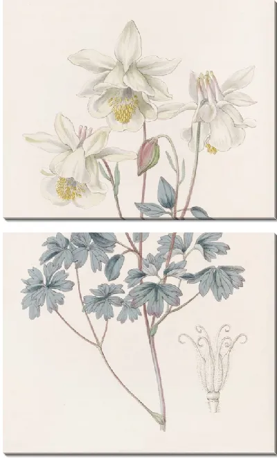 Картина Серая Колумбина (1815-1819)
