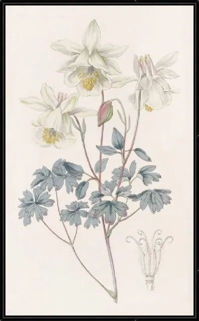 Картина Серая Колумбина (1815-1819)