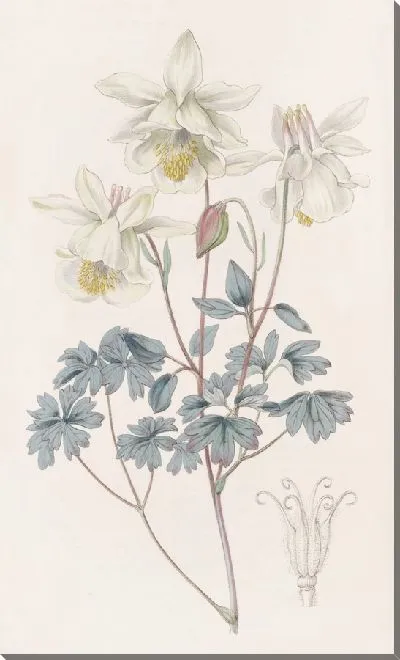 Картина Серая Колумбина (1815-1819)