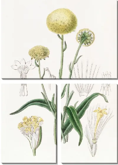 Картина Серый Краспедия (1815-1819)