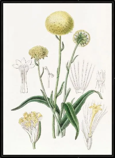 Картина Серый Краспедия (1815-1819)