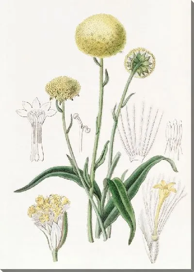 Картина Серый Краспедия (1815-1819)