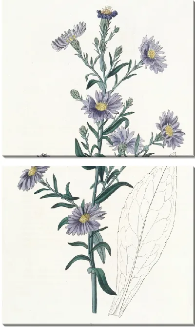 Картина Сизая астра (1815-1819)