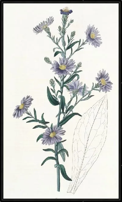 Картина Сизая астра (1815-1819)