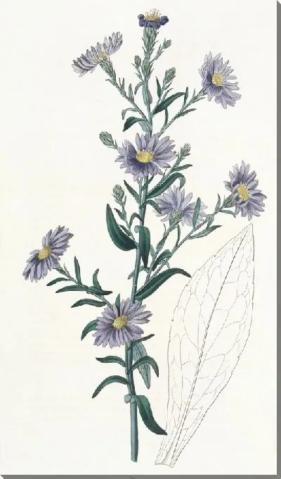 Картина Сизая астра (1815-1819)