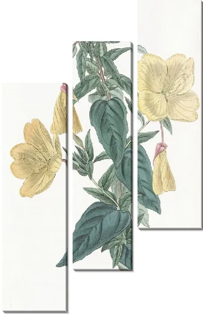Картина Сизая Энотера (1815-1819)
