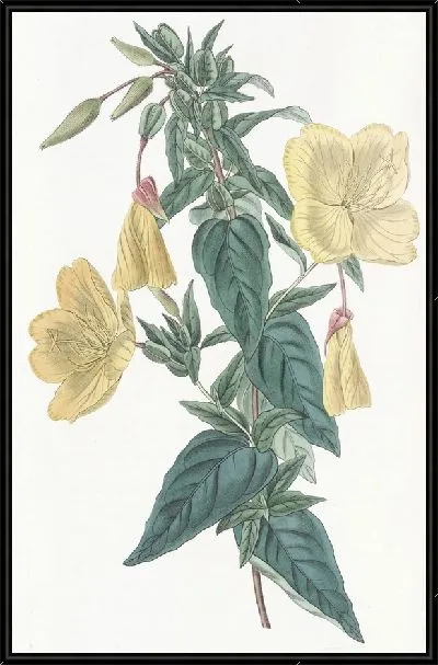 Картина Сизая Энотера (1815-1819)