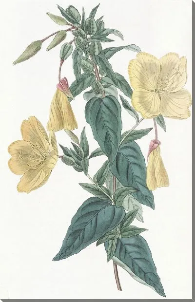 Картина Сизая Энотера (1815-1819)