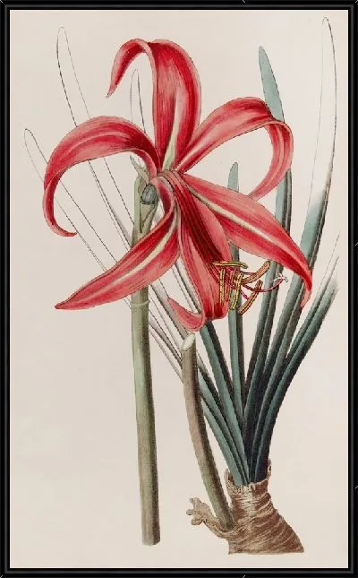 Картина Сизая якобинская лилия (1815-1819)