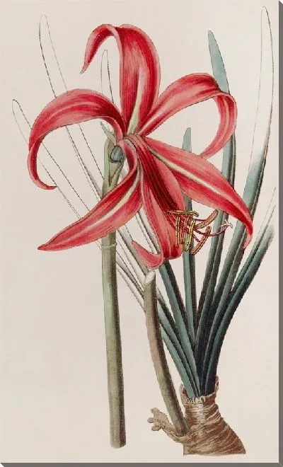 Картина Сизая якобинская лилия (1815-1819)