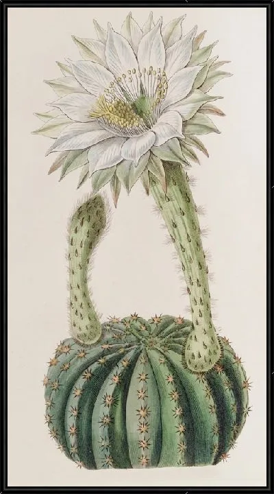 Картина Сизый душистый кактус-поробраз (1815-1819)