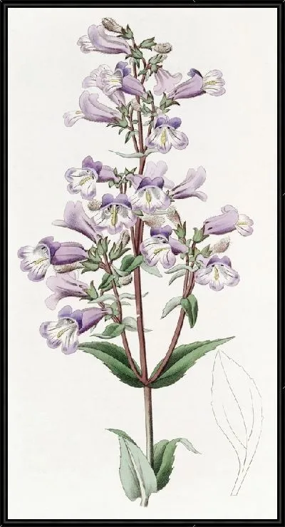 Картина Сизый пенстемон (1815-1819)