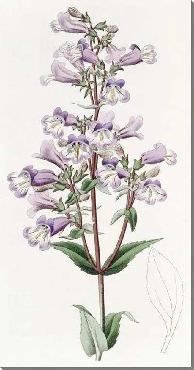 Картина Сизый пенстемон (1815-1819)