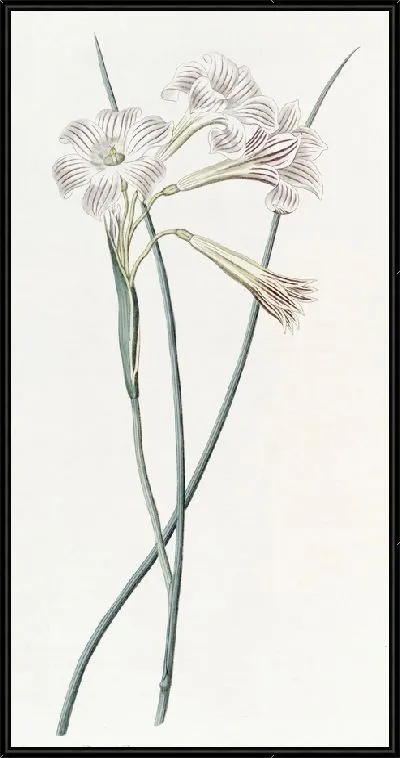 Картина Сисиринхиум душистый (1815-1819)
