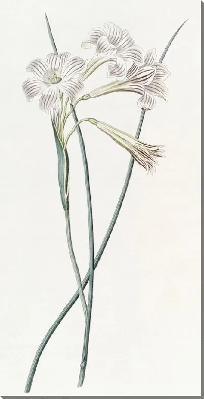 Картина Сисиринхиум душистый (1815-1819)