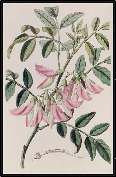 Картина Слава Горошина телесного цвета (1815-1819)