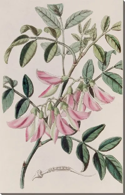 Картина Слава Горошина телесного цвета (1815-1819)