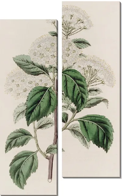 Картина Спироя германдерлистская (1815-1819)