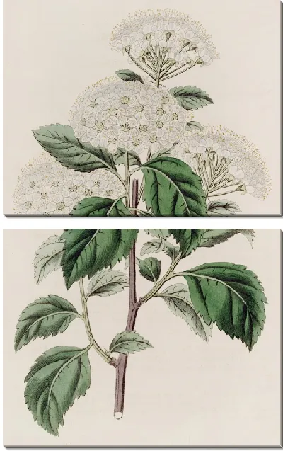 Картина Спироя германдерлистская (1815-1819)