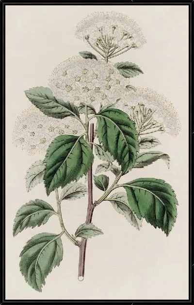 Картина Спироя германдерлистская (1815-1819)