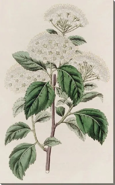 Картина Спироя германдерлистская (1815-1819)