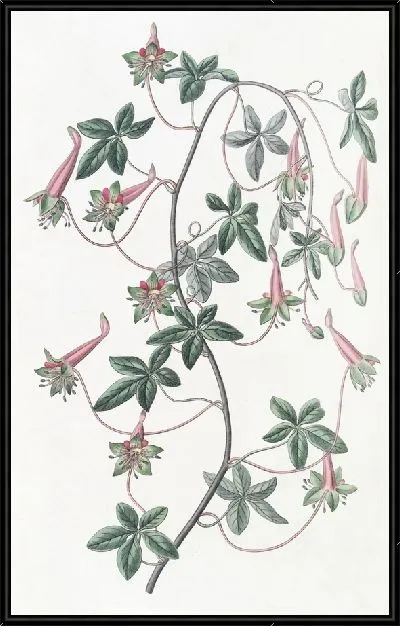 Картина Тропеолум пятилистный (1815-1819)