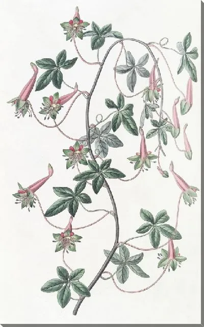 Картина Тропеолум пятилистный (1815-1819)