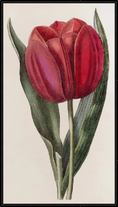 Картина Тюльпан Геснера (1815-1819)