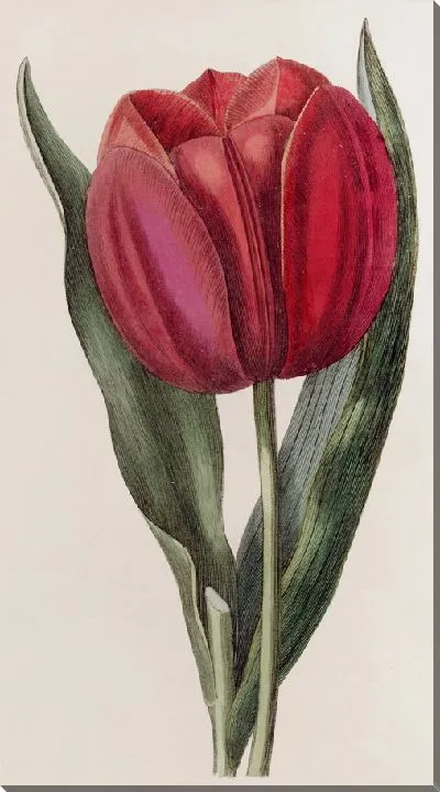 Картина Тюльпан Геснера (1815-1819)