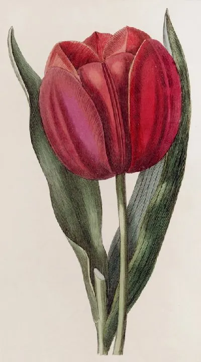 Картина Тюльпан Геснера (1815-1819)