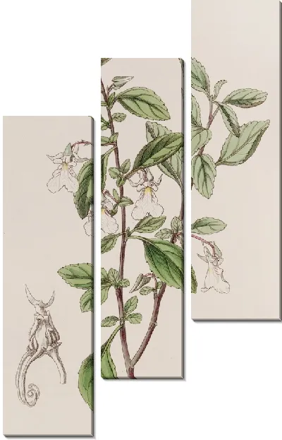 Картина Фиалка зубчатая малоцветковая (1815-1819)