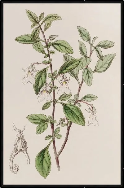 Картина Фиалка зубчатая малоцветковая (1815-1819)