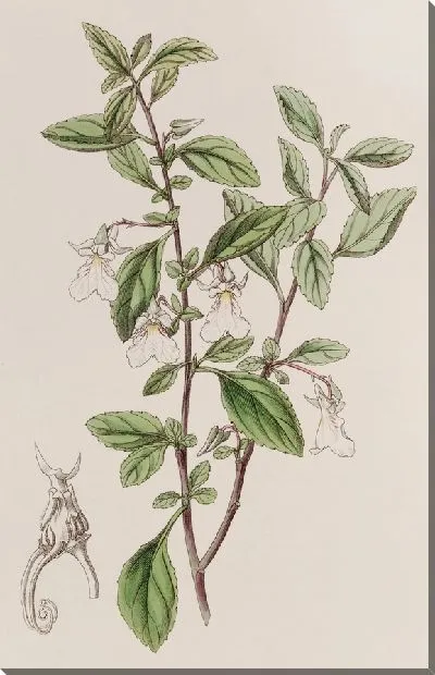 Картина Фиалка зубчатая малоцветковая (1815-1819)