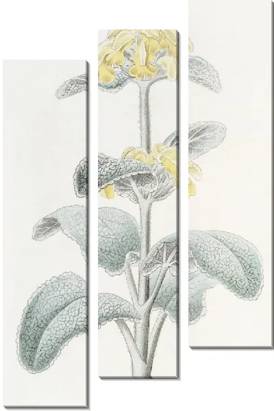 Картина Флоккулентная Фломида (1815-1819)