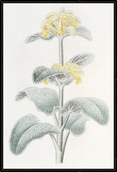 Картина Флоккулентная Фломида (1815-1819)